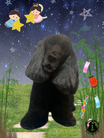 イングリッシュコッカースパニエル