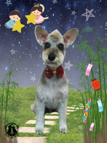 ミニチュアシュナウザー