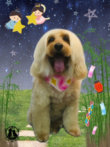 オーストラリアンラブラドゥードル