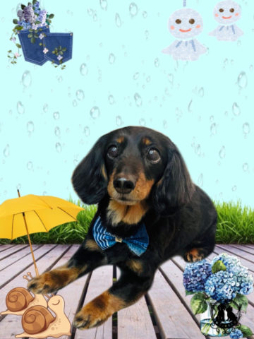 ミニチュアダックス