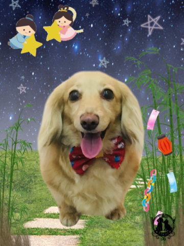 ミニチュアダックス