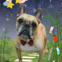 フレンチブルドッグ