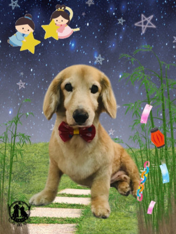 ミニチュアダックス