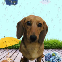 ミニチュアダックス