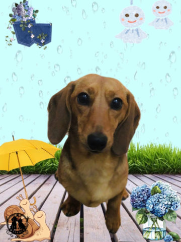 ミニチュアダックス