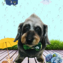 ミニチュアダックス