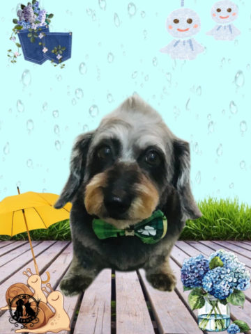 ミニチュアダックス