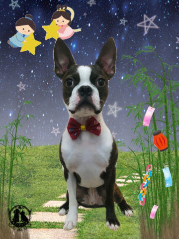 ボストンテリア