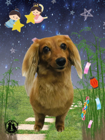 カニンヘンダックス