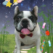 フレンチブルドッグ