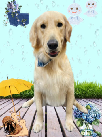 ゴールデンレトリバー