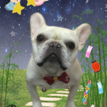 フレンチブルドッグ