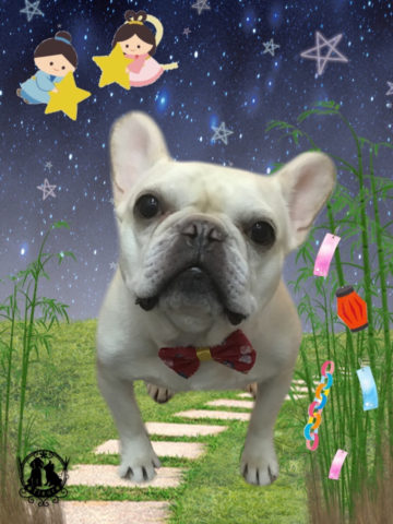 フレンチブルドッグ