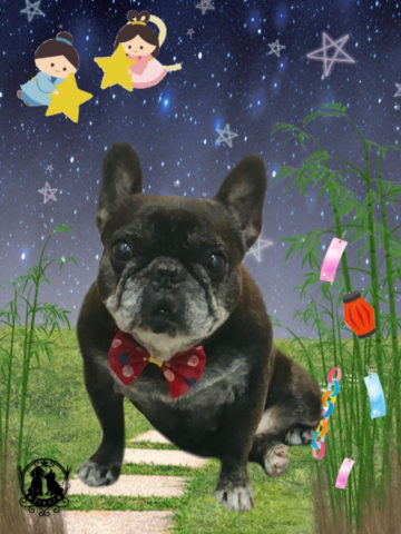 フレンチブルドッグ