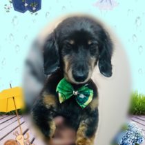 ミニチュアダックス