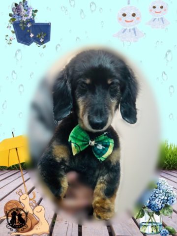 ミニチュアダックス