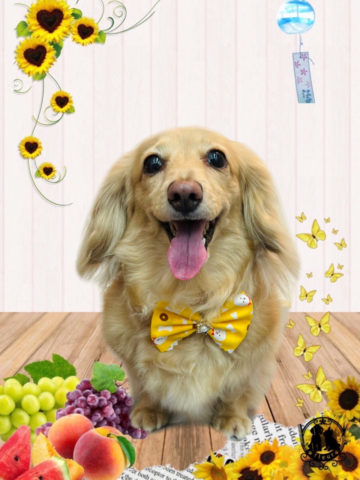 Mダックスフント