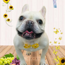 フレンチブルドッグ