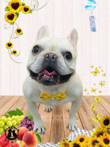 フレンチブルドッグ