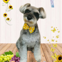 ミニチュアシュナウザー