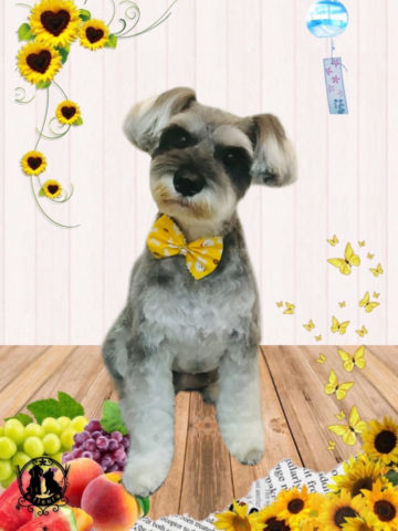 ミニチュアシュナウザー