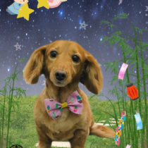 ミニチュアダックス