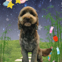 オーストラリアンラブラドゥードル