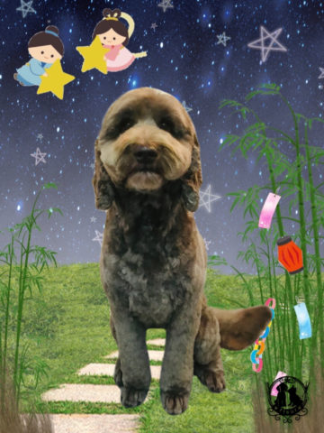 オーストラリアンラブラドゥードル