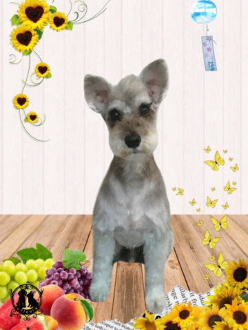 ミニチュアシュナウザー