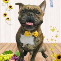 フレンチブルドッグ