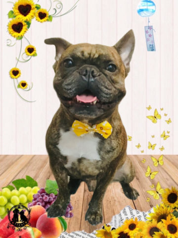 フレンチブルドッグ