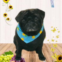 フレンチブルドッグ