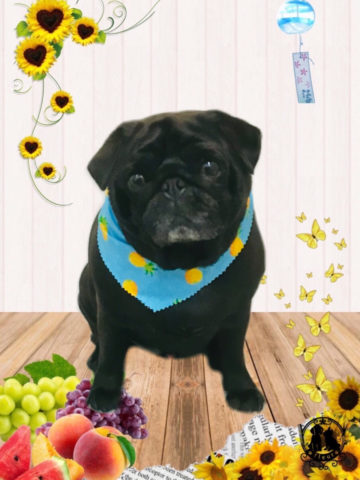 フレンチブルドッグ