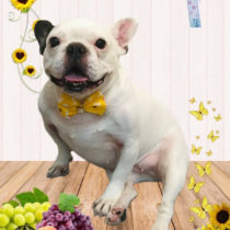 フレンチブルドッグ