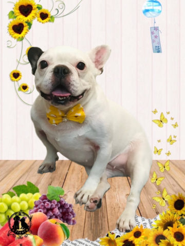 フレンチブルドッグ