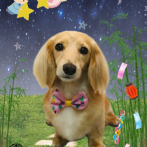 ミニチュアダックス