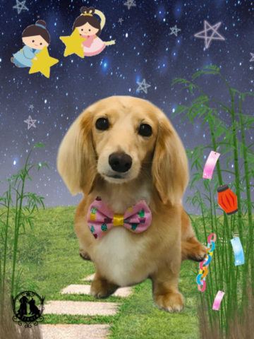 ミニチュアダックス