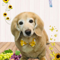 ミニチュアダックス