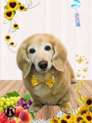 ミニチュアダックス