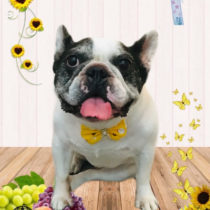 フレンチブルドッグ