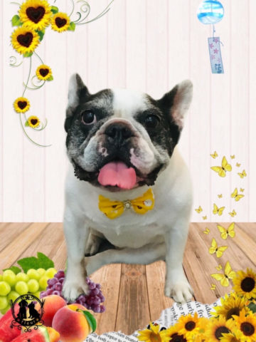 フレンチブルドッグ