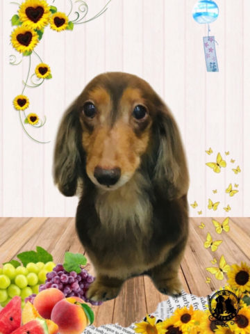 ミニチュアダックス