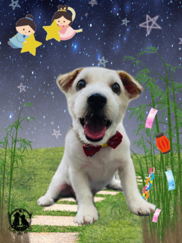 ジャックラッセルテリア