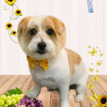 ジャックラッセルテリア