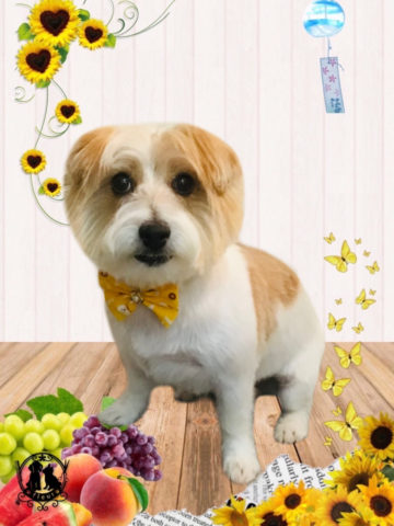 ジャックラッセルテリア