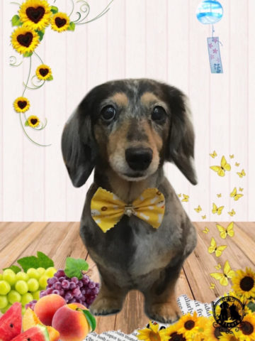 ミニチュアダックス