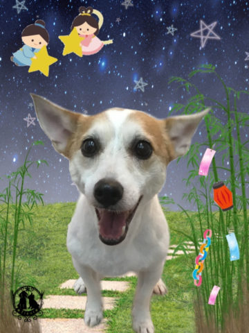 ジャックラッセルテリア