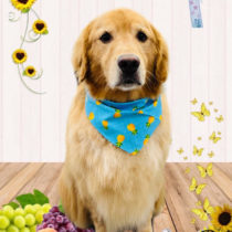 ゴーデンレトリバー