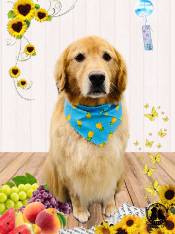 ゴーデンレトリバー