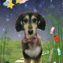 ミニチュアダックス